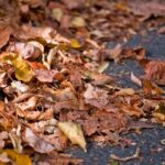 Fleet Management Considerations for Environmental Conservation Efforts: Allpaanel, Laser247.com login, Betbook247 login